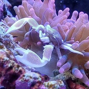 Meet your Posher, Tim